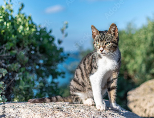 A beautiful and cute kitten is basking in the sun setting on a stone against the background of the sky and green bushes. High-quality photo © Андрей Стасенко