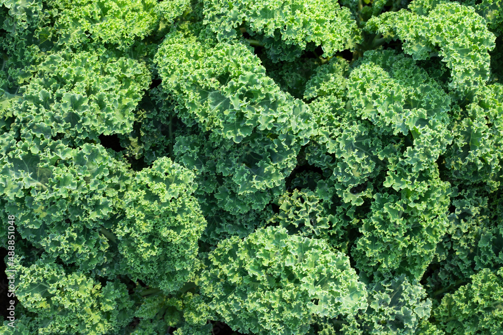 Top view of fresh green kale leaves. Natural food background close up