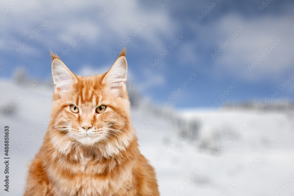 Portrait of cute kitten in the snow, on the background of the winter forest.