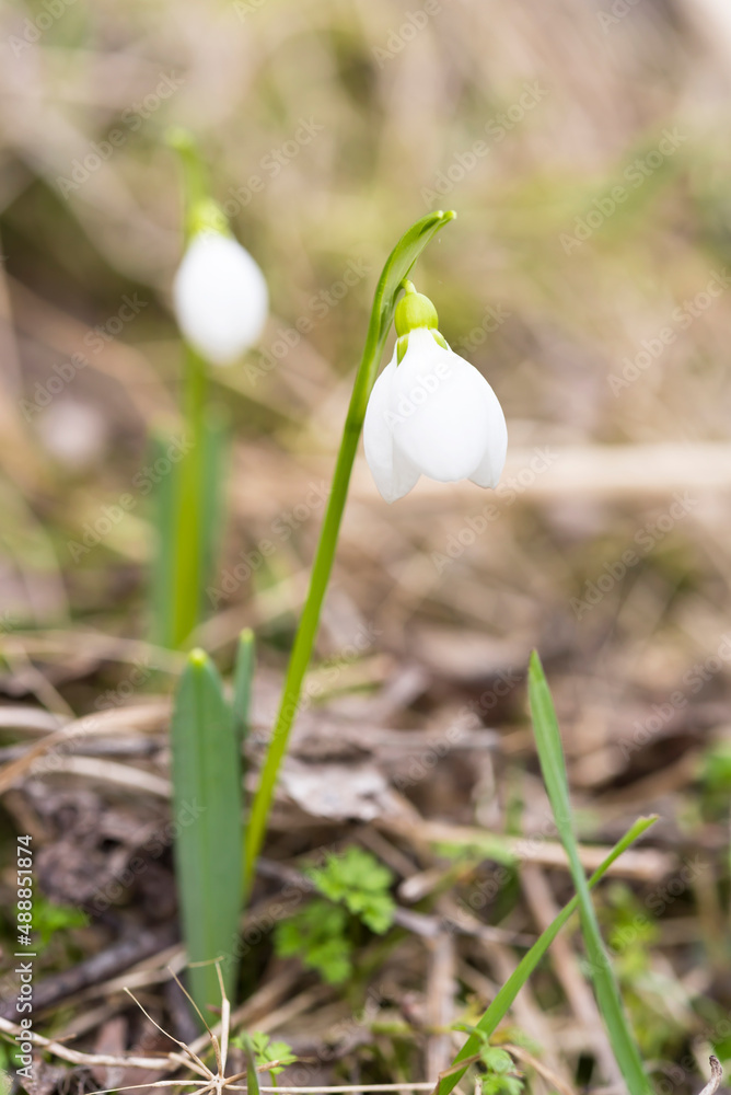 First wild snowdrops in early spring in the forest First wild snowdrops in early spring in the forest
