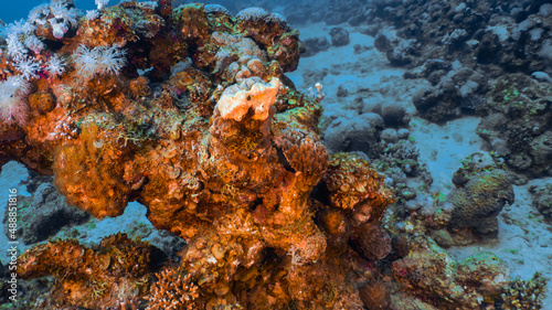 Fototapeta Naklejka Na Ścianę i Meble -  Scuba diving Red Sea Eilat