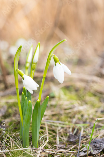 Blooming flowers and buds of snowdrops among the forest
