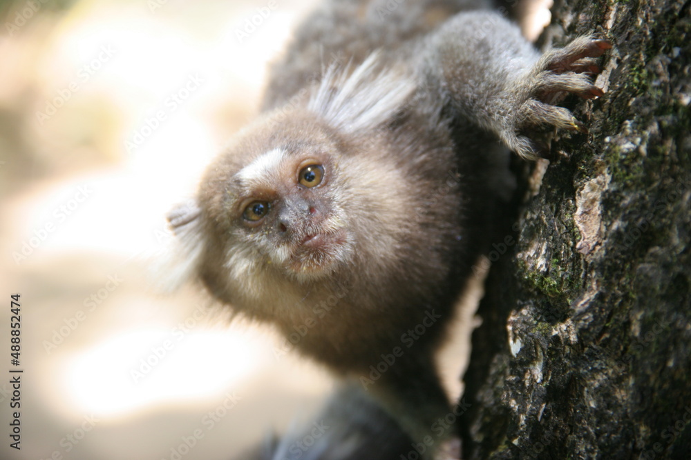 monkey on tree monkey on tree