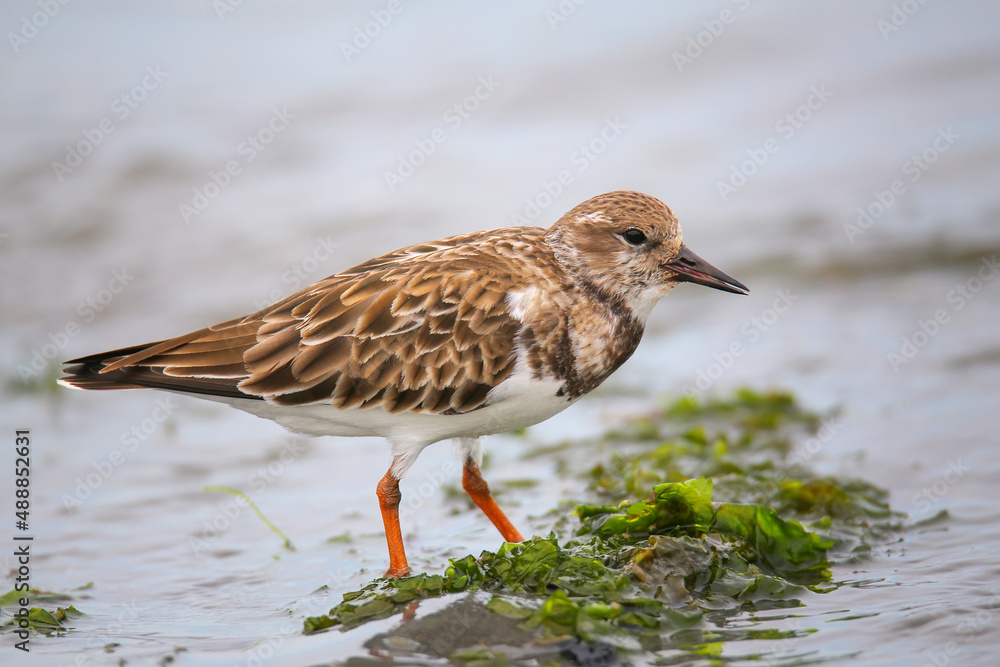 Ruddy Turnstone on the beach of Paracas Bay, Peru Ruddy Turnstone on the beach of Paracas Bay, Peru