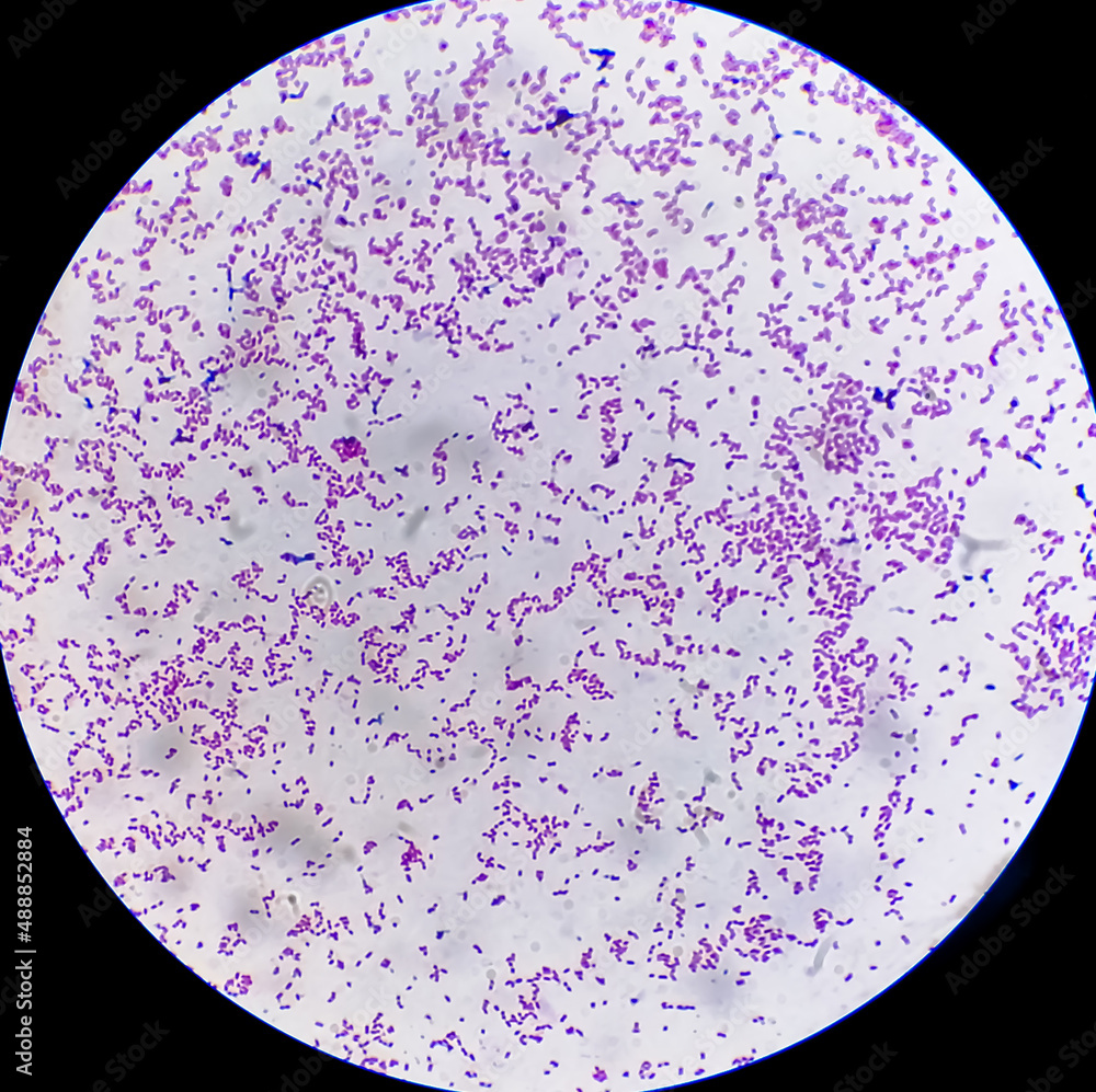 Escherichia Coli Bacterium E coli Gram negative Rod shaped Bacteria 