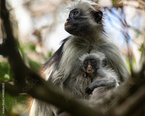 Sticker Colobus monkey with cub in Jozani Chwaka Bay National Park on the island of Zanz