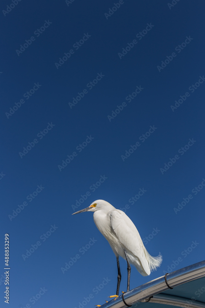 A Snowy Egret (Egretta Thula) under the clear blue sky. A Snowy Egret (Egretta Thula) under the clear blue sky.