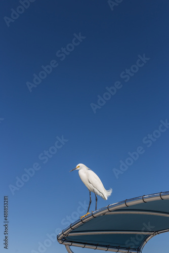 A Snowy Egret (Egretta Thula) under the clear blue sky.