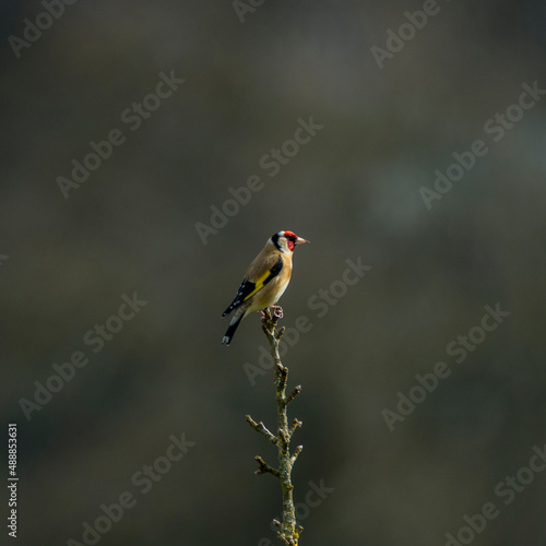 Goldfinch (Carduelis carduelis) perching on the tip of a small tree against a neutral background in Weardale, the North Pennines, County Durham, UK