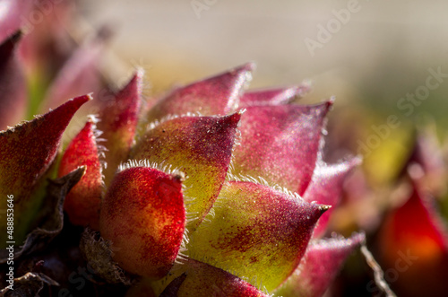 Close up / macro view of the fleshy yet hairy, leaves of Sempervivum tectorum in a garden in the North Pennines, County Durham, UK.