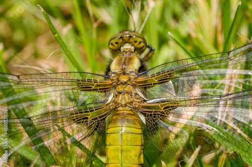 A close up / macro view of a female broad bodied chaser dragonfly in England, UK in June.