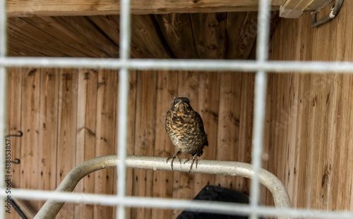 A blackbrid ( Turdus merula) chick / fledgling perches inside a stable having left the nest for the first time. England, UK.