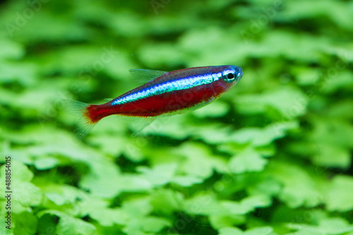 Fotografi cardinal tetra fish (Paracheirodon axelrodi)