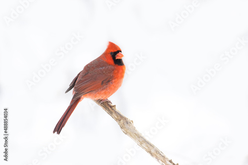Fotografering Male cardinal in winter on white background