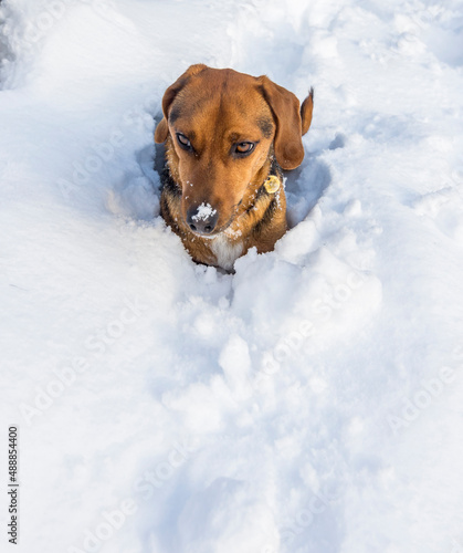 A small dachshund type dog in deep snow, with snow on his nose