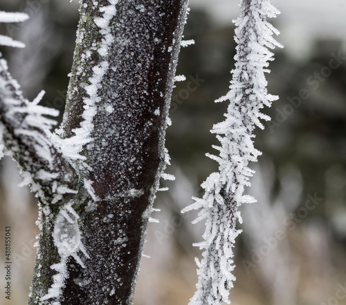 Spiky white advection frost / wind frost on the stem and branches of a young apple tree (England, UK)