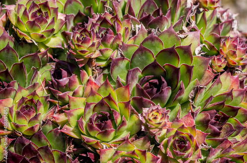 A dense cluster of Houseleeks / Sempervivum tectorum in a garden in the North Pennines, County Durham, UK.