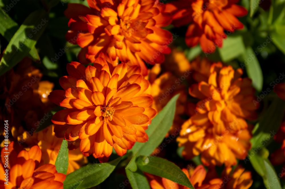 orange flower in the garden orange flower in the garden