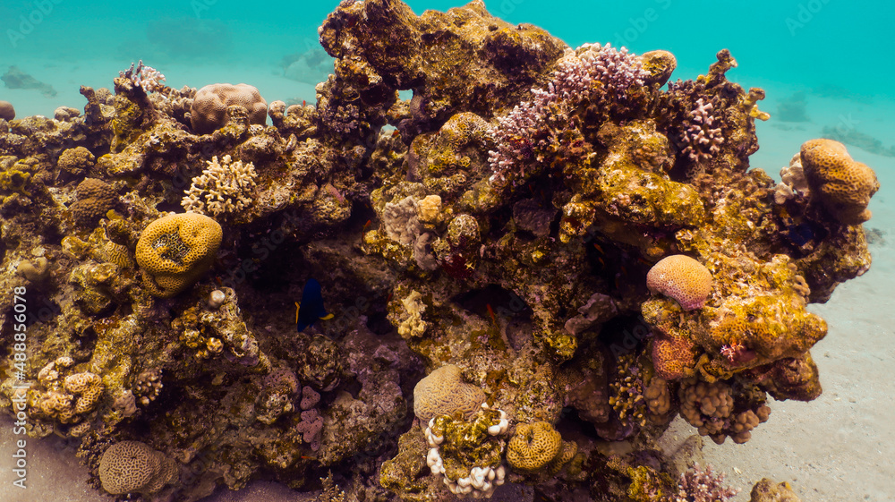 Naklejka premium Scuba diving Red Sea Eilat