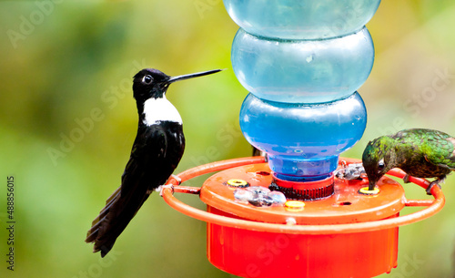 Collared Inca hummingbird - Colombia