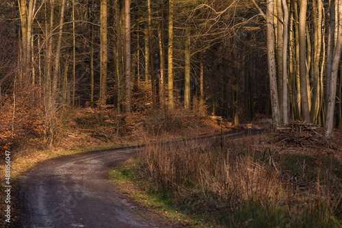 Ein Feldweg führt im Winter verschlungen tiefer in den dunklen Wald hinein photo