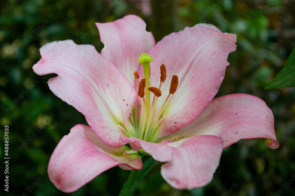 close up of pink lily flower