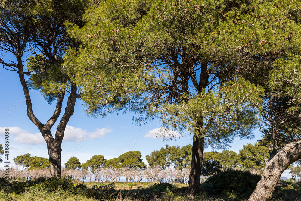 Arbres en fleur au printemps dans la Réserve naturelle régionale de Sainte-Lucie à Port-la-Nouvelle (Occitanie, France) Arbres en fleur au printemps dans la Réserve naturelle régionale de Sainte-Lucie à Port-la-Nouvelle (Occitanie, France)