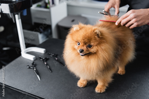 cropped view of african american groomer doing haircut to pomeranian spitz.