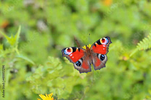 Peacock on Flower (Inachis io)