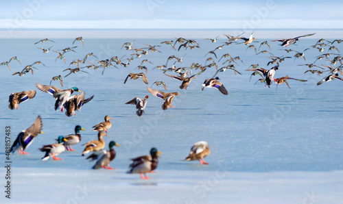 Frozen lake and birds. White blue nature background. Birds; Mallard, Eurasian Wigeon and Eurasian Teal. 