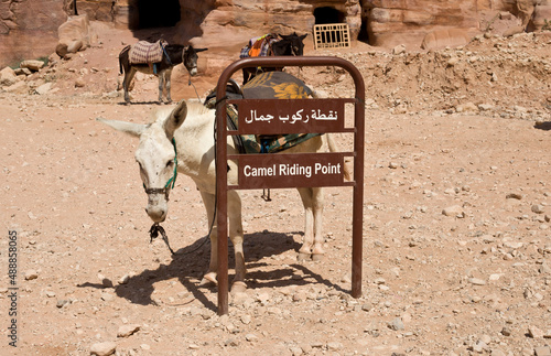 Donkey in Petra - Jordan