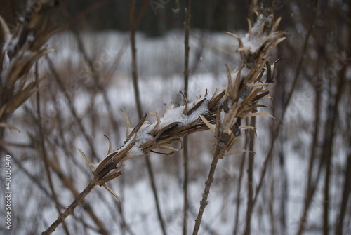 Dry flowers under the snow