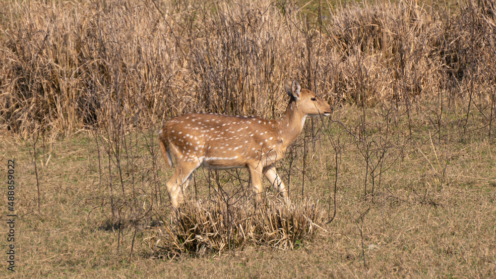 Female child of deer roaming in the ground giving side pose Female child of deer roaming in the ground giving side pose