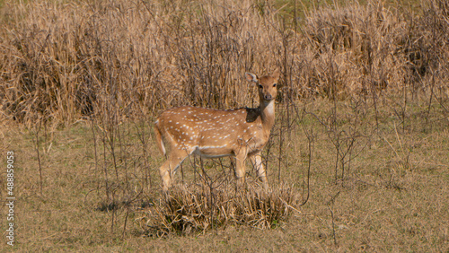 Female child of deer roaming in the middle ground alone in search of food