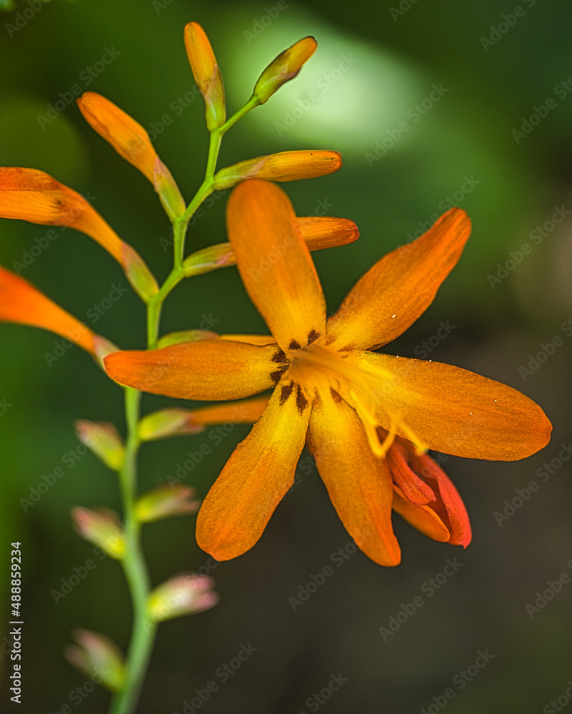 Fototapeta premium Flor. Flower
