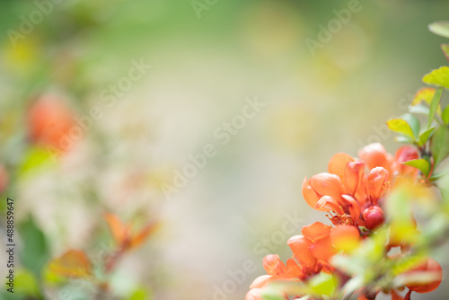Orange macro blossom flowers on blurred background