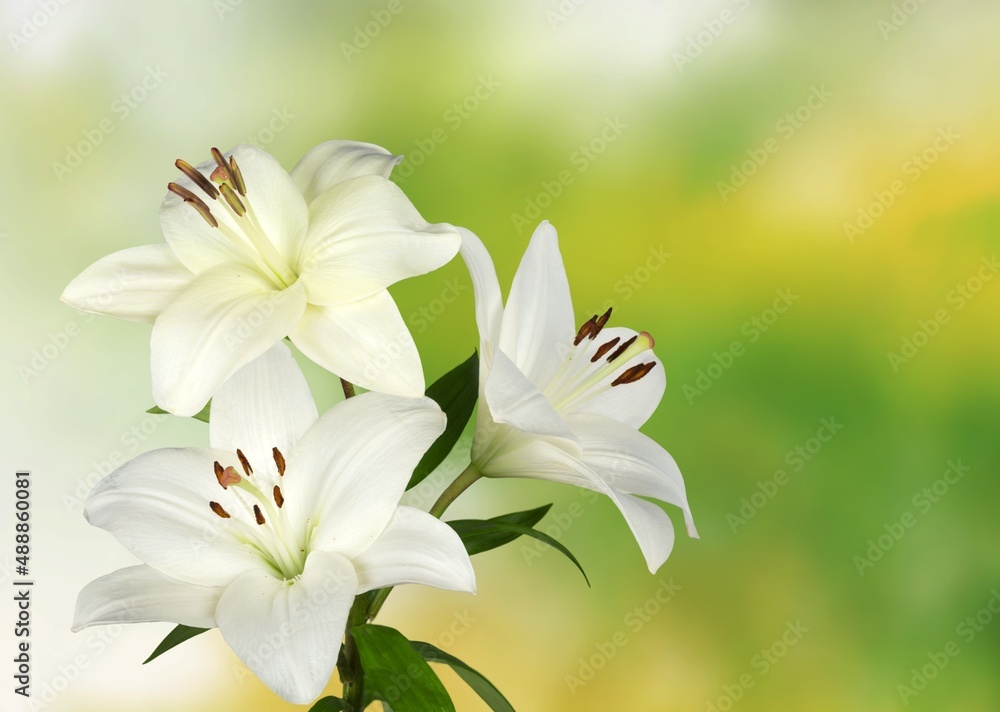 Fototapeta premium White Lilia flower on nature background