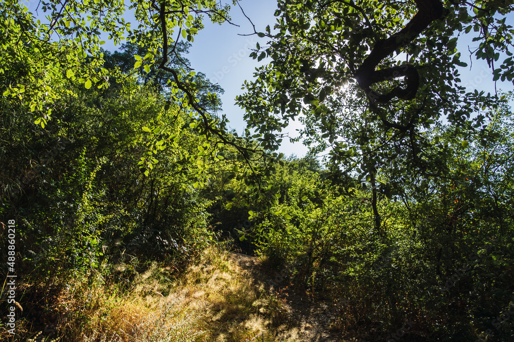 Inside of woodland or forest in Subbetic Mountains in Cordoba, Spain Inside of woodland or forest in Subbetic Mountains in Cordoba, Spain