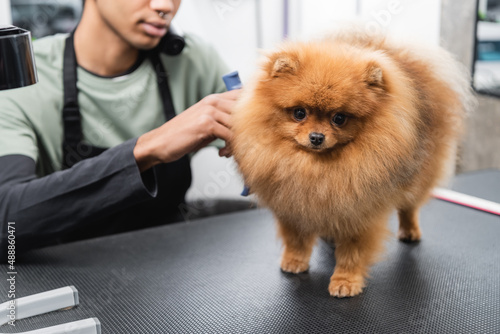 cropped view of blurred african american man grooming spitz in pet salon.