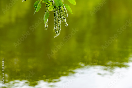 birch branch during flowering on the shore of the lake. branch of birch tree (Betula pendula, silver birch, warty birch, European white birch) with green leaves and catkins. Selective focus