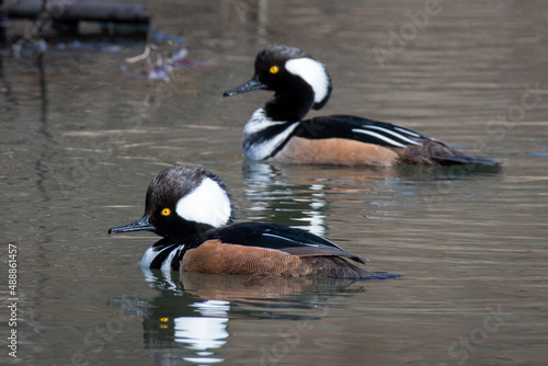 Merganser