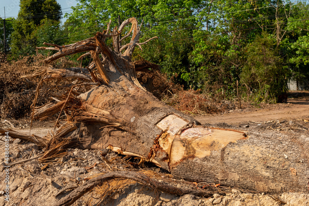 Fototapeta premium Dig a tree root Fallen tree, a torn tree with roots from under the ground lies on the ground.