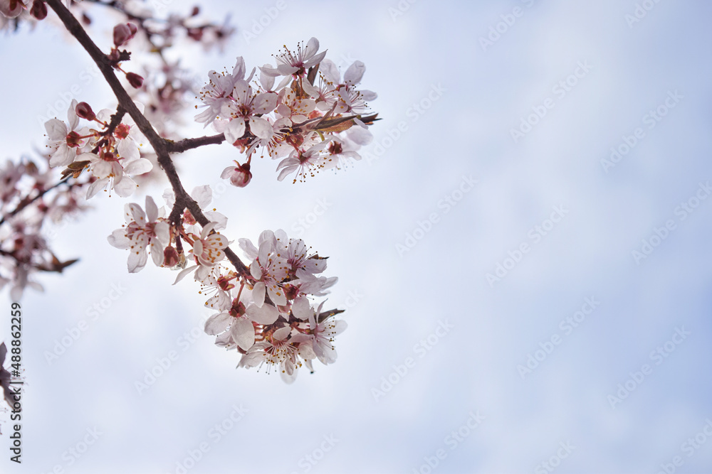Beautiful blooming Japanese cherry - Sakura. Background with flowers on a spring day.