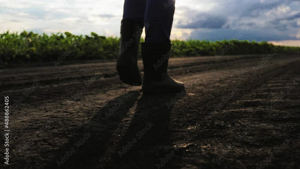 Close up rubber boots. Farmer in rubber boots going in the field of cultivated corn maize crops. Man in rubber boots go in cornfield with light of sunset. Agricultural and organic products concept. Close up rubber boots. Farmer in rubber boots going in the field of cultivated corn maize crops. Man in rubber boots go in cornfield with light of sunset. Agricultural and organic products concept.