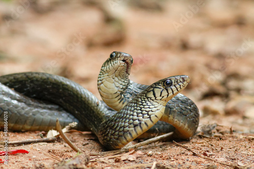 Indian rat snakes, Ptyas mucosa. Two non-poisonous Indian snakes entwined in love dance on dusty road photo