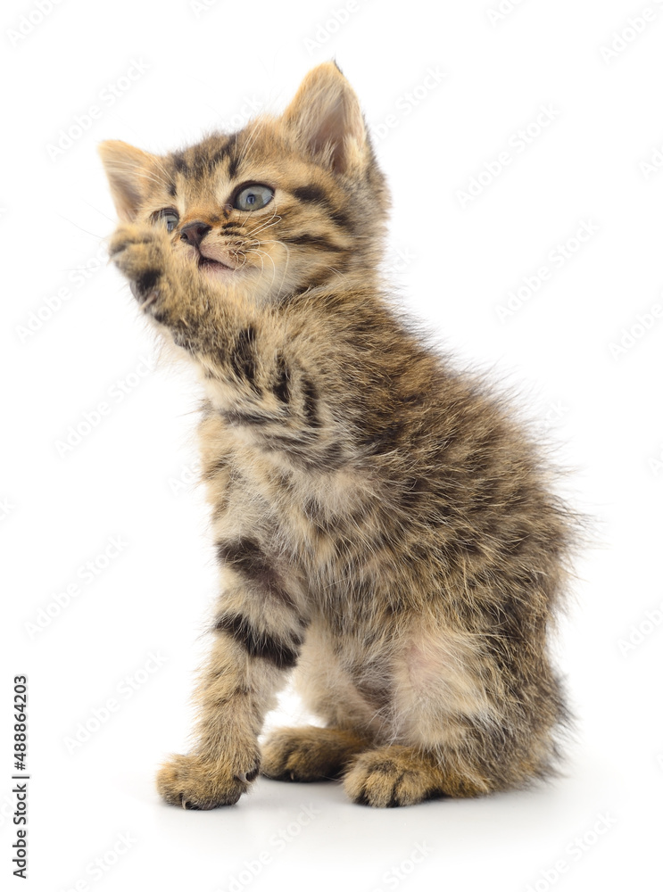 Kitten on white background.