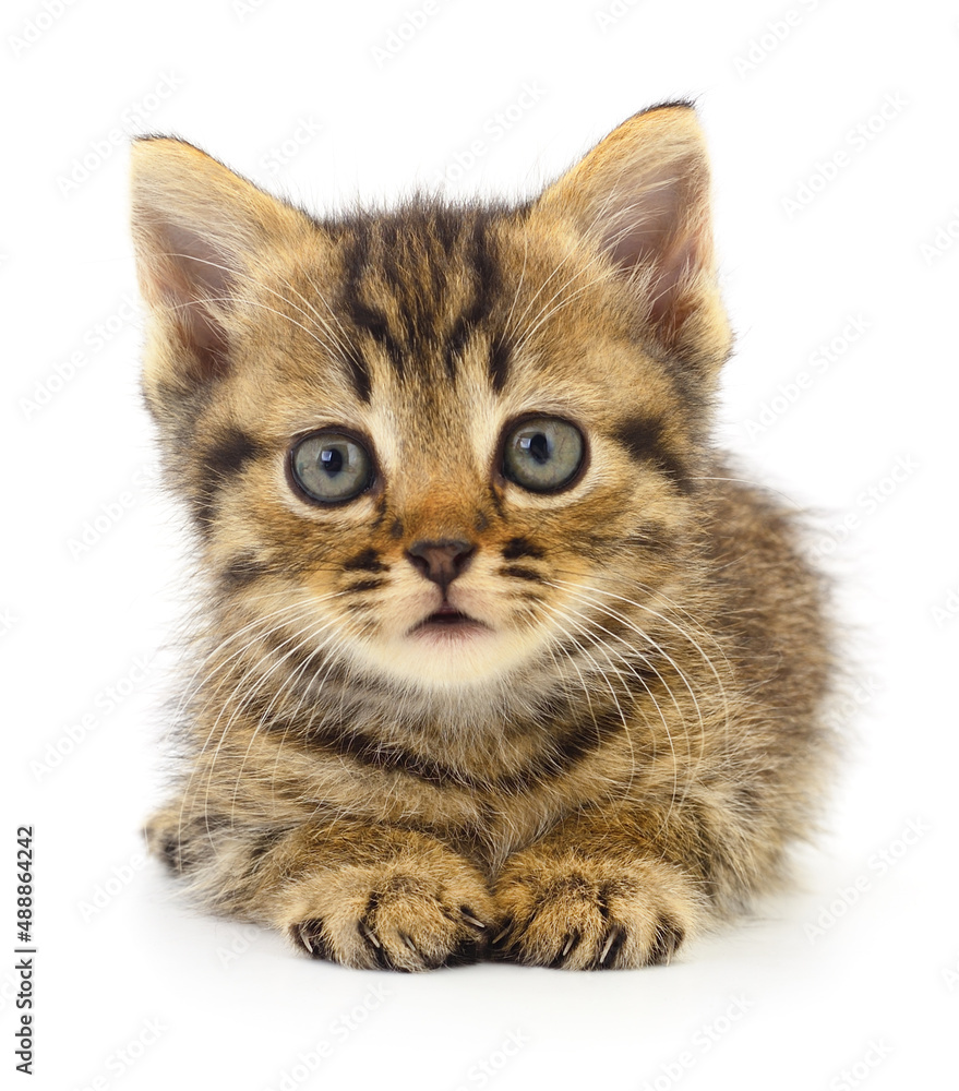 Obraz premium Kitten on white background.