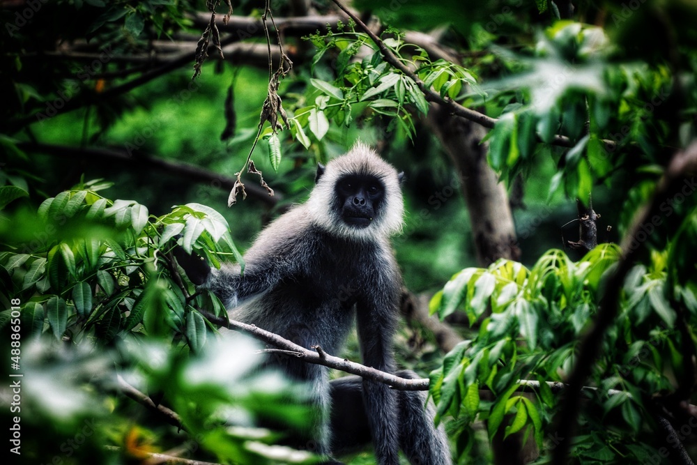 a long macaque in sri lanka 