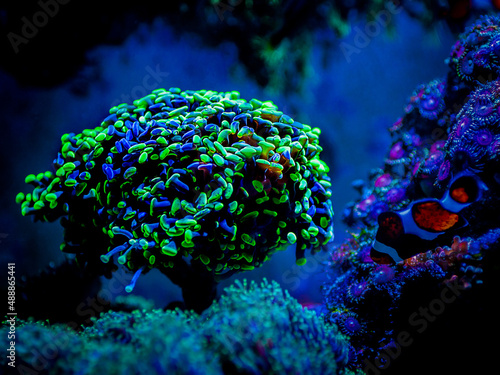 Euphyllia parancora (LPS coral) showing its green fluorescence color on a reef aquarium photo