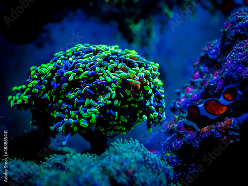 Tablou pe pânză Euphyllia parancora (LPS coral) showing its green fluorescence color on a reef a